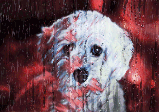 Sad Puppy Rainy Animation
